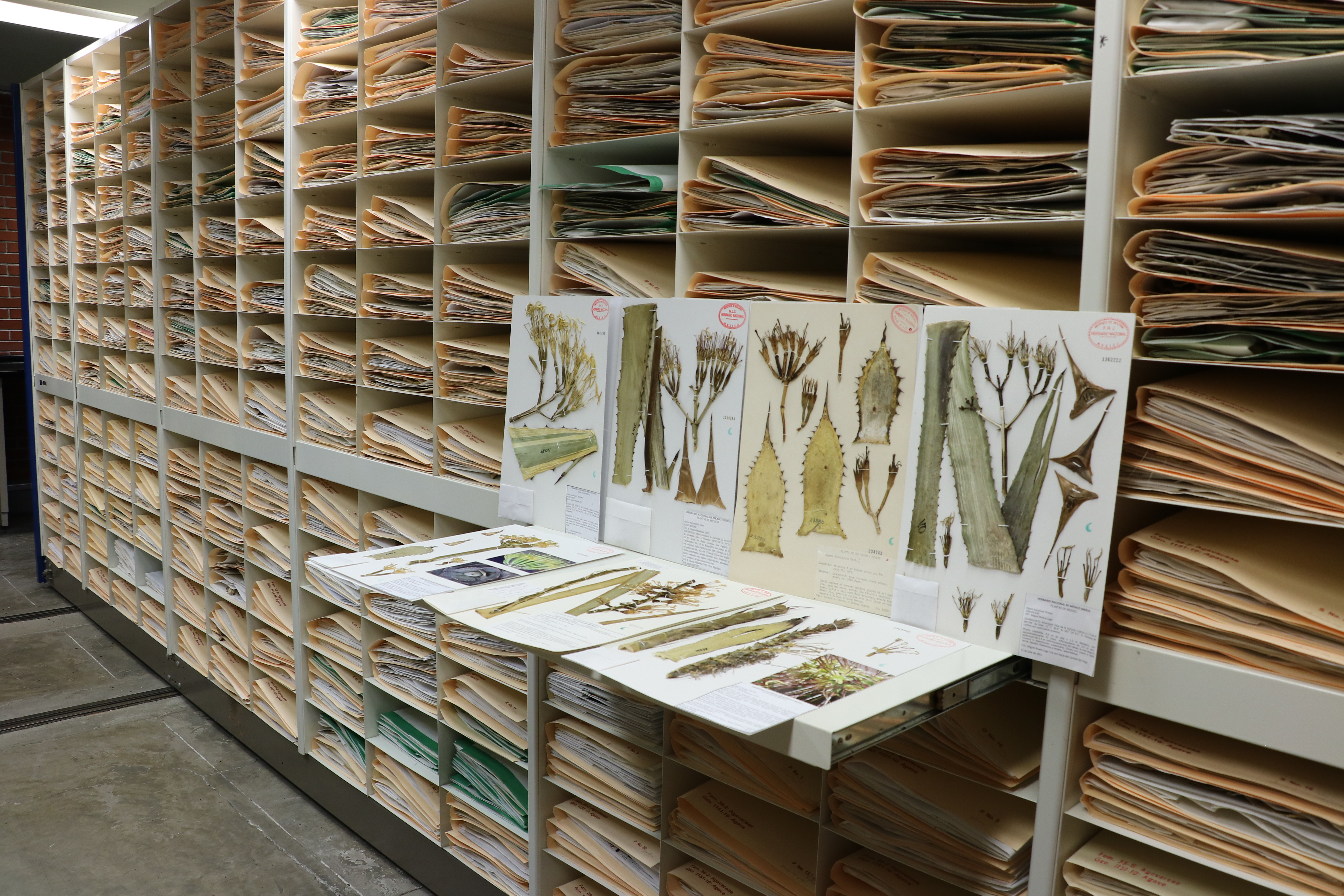 
<p>The National Herbarium of Mexico (MEXU) with over 1.5 million herbarium specimens.</p>

