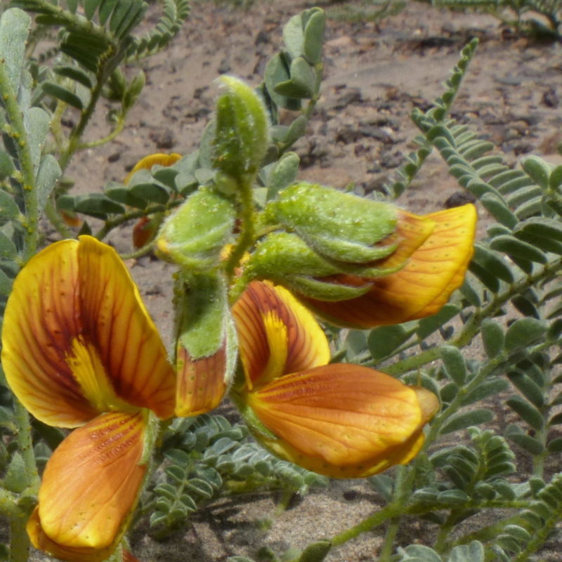 <p><em><em>Weberbauerella raimondiana</em> </em>from the lomas vegetation of coastal Peru. Novemeber 2018</p>
