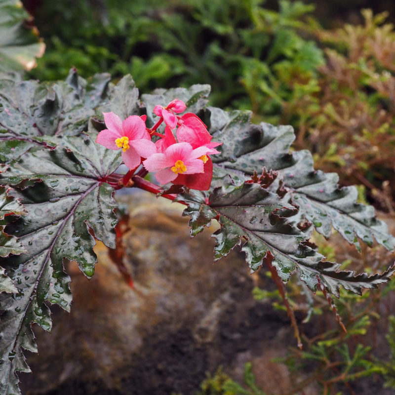<p><em>Begonia serratipetala </em>Irmsch.</p>