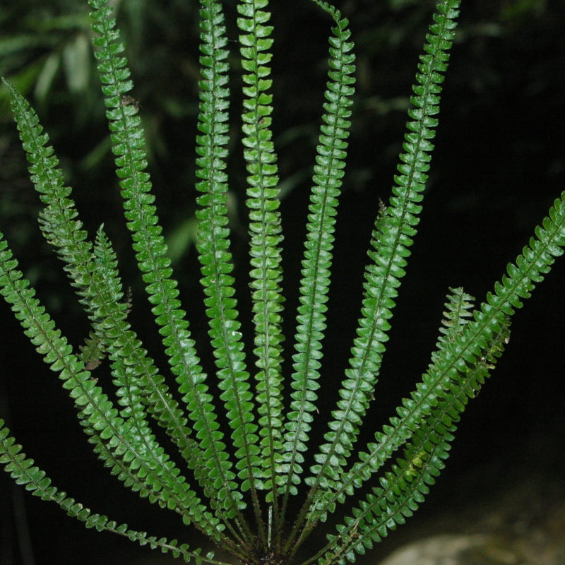 <p>Polystichum dielsii (Dryopteridaceae) taken in 2008 in Guizhou, China.</p>