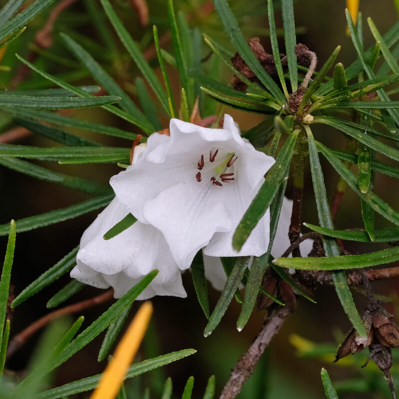 <p><em>Rhododendron taxifolium </em>Merr.</p>