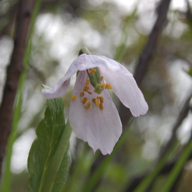 <p><em>Meconopsis polygonoides</em>. West Bhutan 2009.</p>