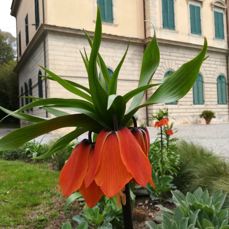 <p><em>Fritillaria </em><em>imperialis </em>cultivated in Piazzale Arcangeli</p>