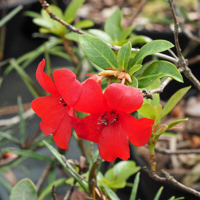 <p><em>Rhododendron wilkiei </em>Argent<br /><br /></p>