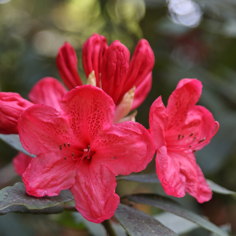 <p><em>Rhododendron griersonianum</em></p>