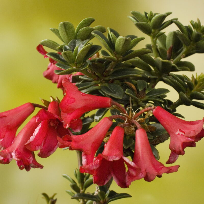 <p><em>Rhododendron tuhanensis</em></p>
