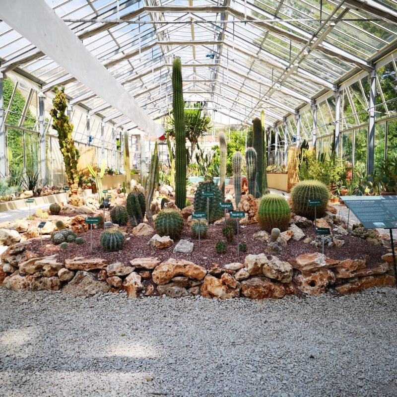 <p>The succulent greenhouse</p>
