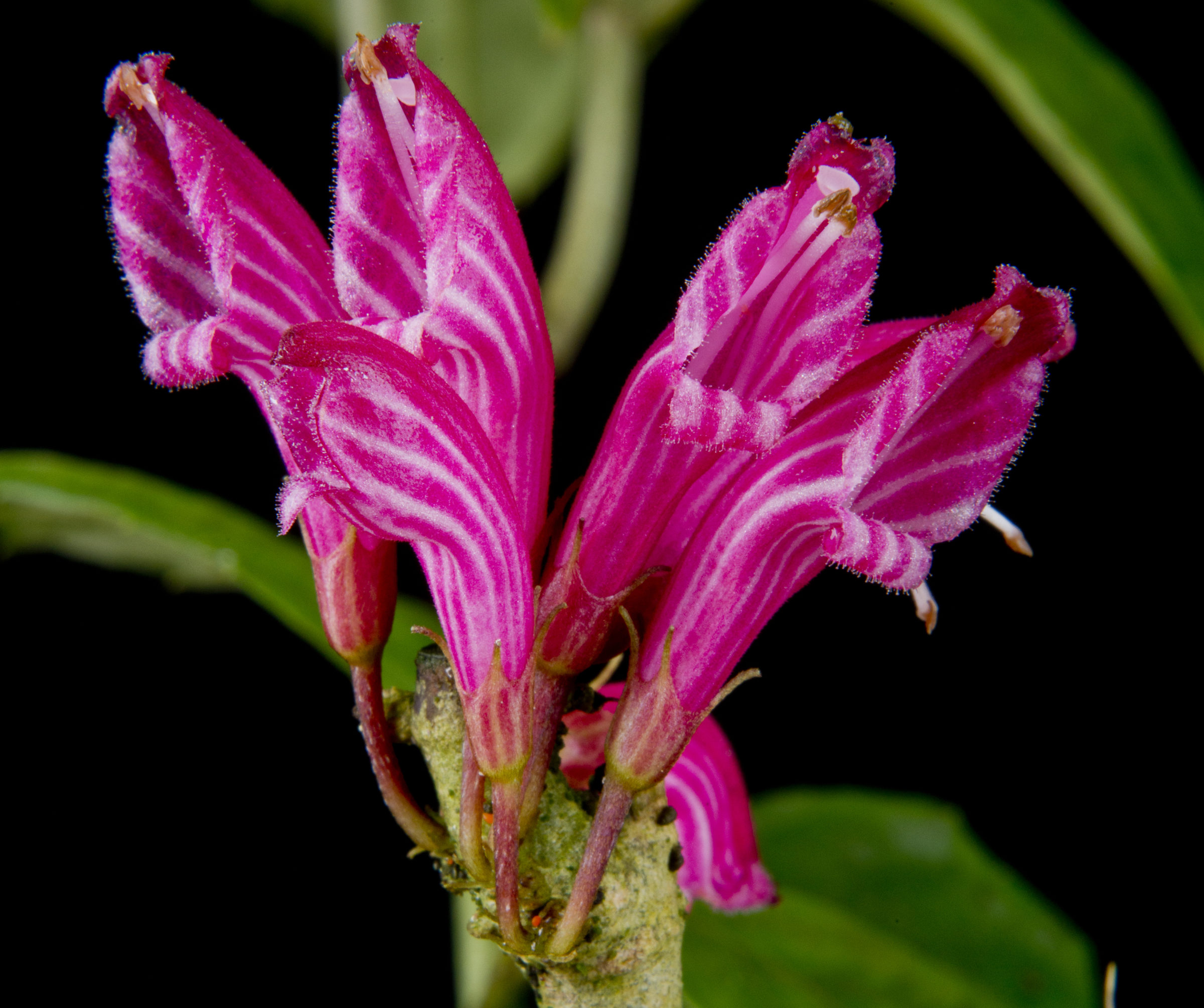   The inflorescence of the recently described Cyrtandra vittata Bramley &amp; H.J.Atkins. © Lynsey Wilson / RBGE