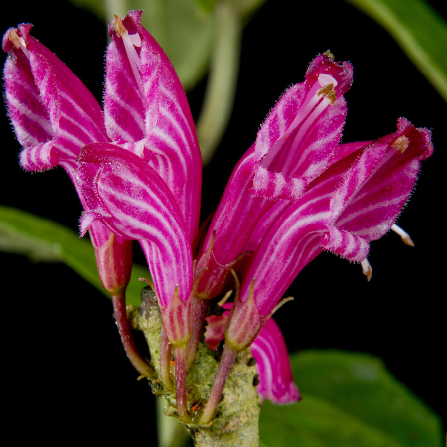 The inflorescence of the recently described Cyrtandra vittata Bramley &amp; H.J.Atkins.